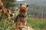 YORKSHIRE TERRIER 578